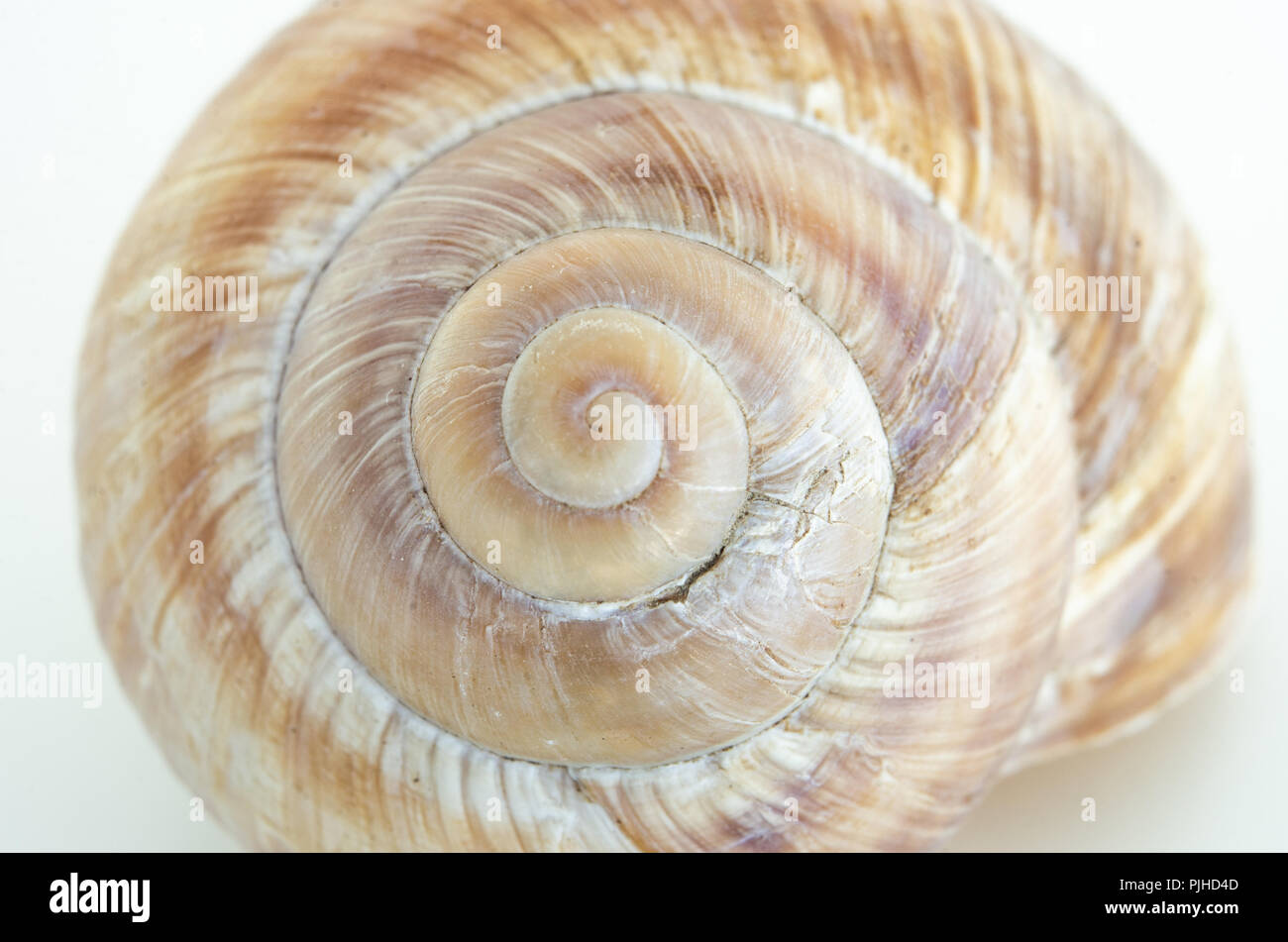 Escargot unique chambre close up shell isoler contre un fond blanc Banque D'Images