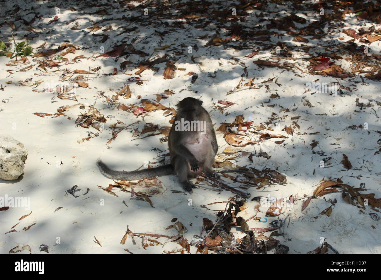 Singe sauvage Banque D'Images