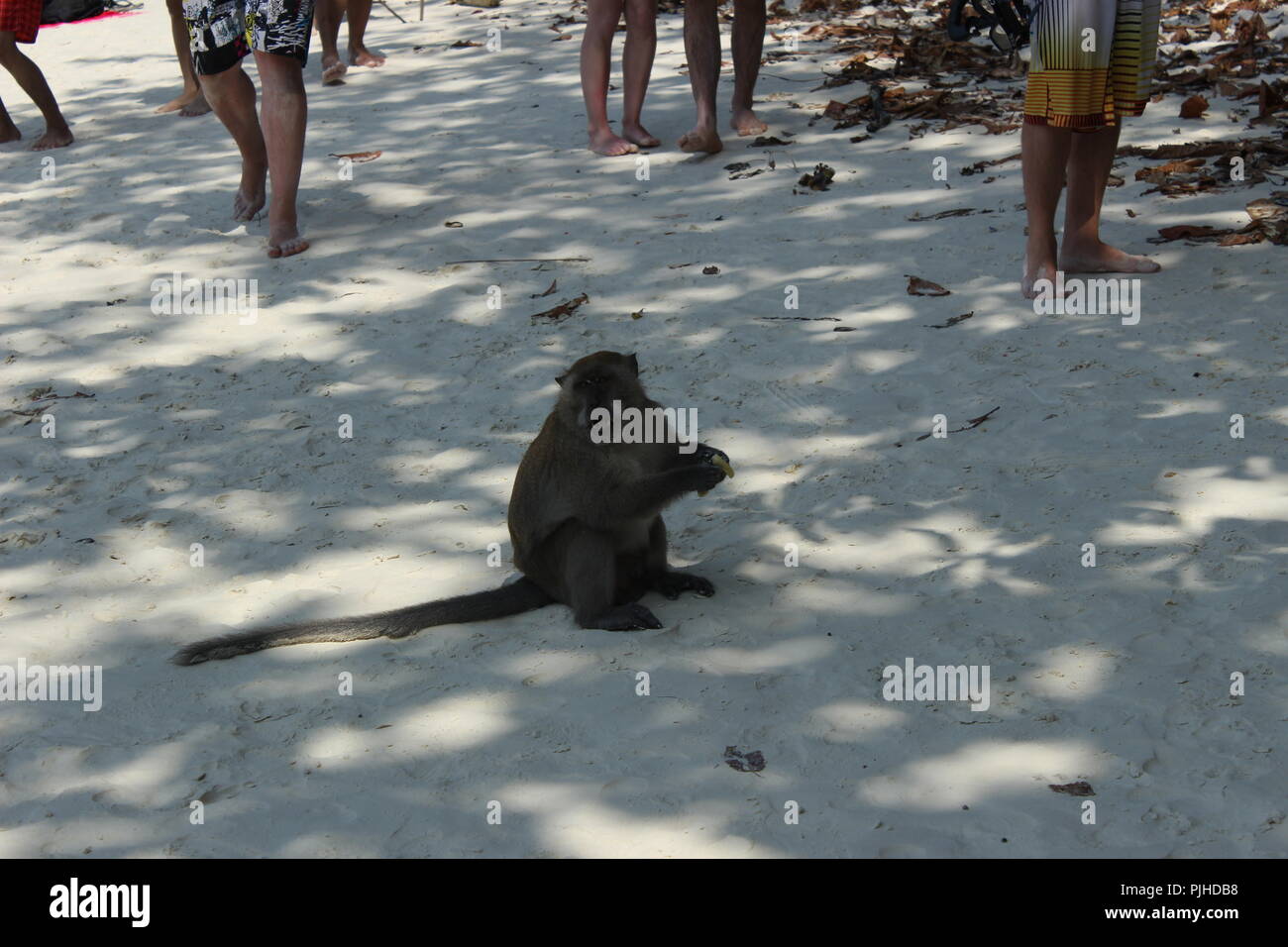 Singe sauvage Banque D'Images