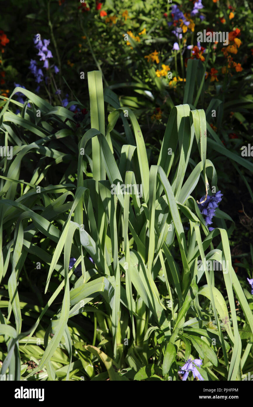 L'allium (comestibles) une saucisse végétarienne traditionnelle galloise (poireau) - Marie - Welsh poireau dans jardin Surrey England Banque D'Images