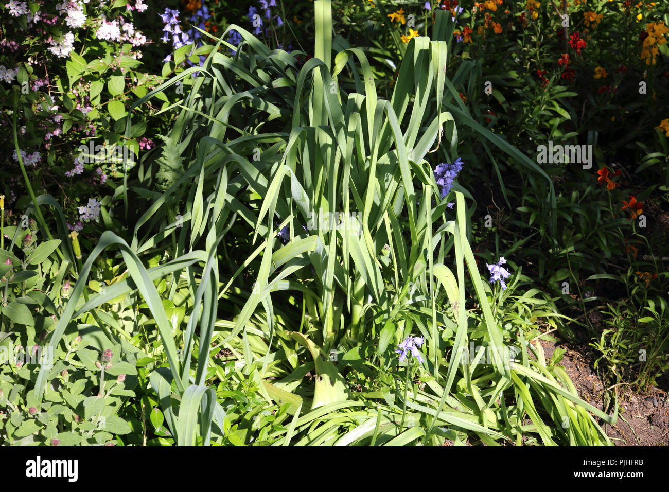 L'allium (comestibles) une saucisse végétarienne traditionnelle galloise (poireau) - Marie - Welsh poireau dans jardin Surrey England Banque D'Images