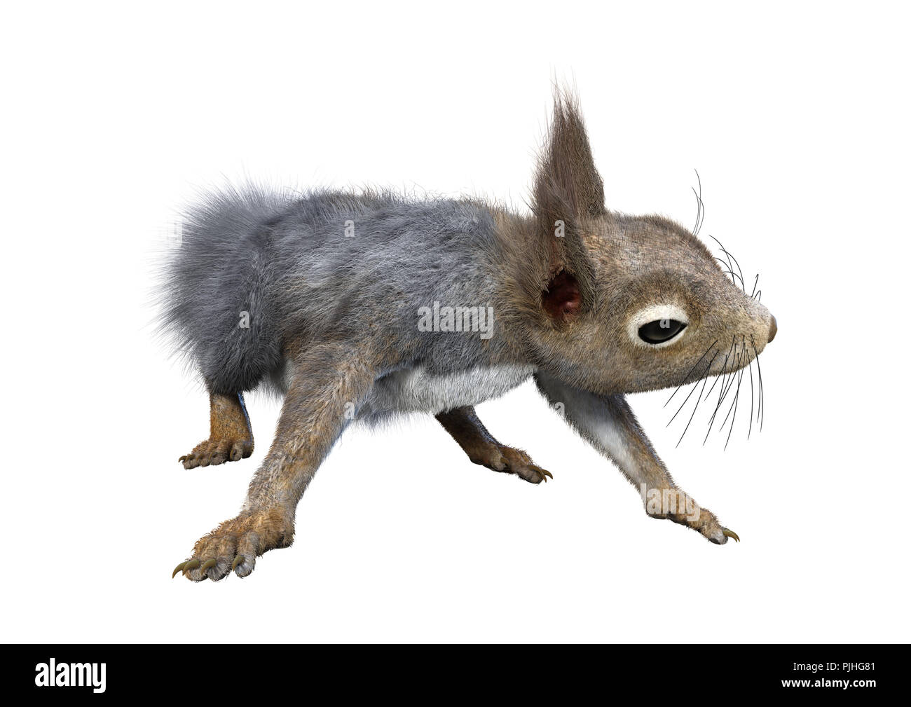 Le rendu 3D d'un écureuil gris isolé sur fond blanc Banque D'Images