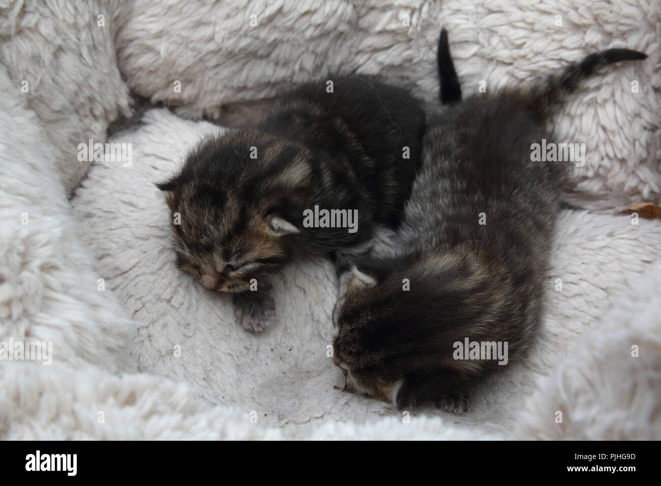Chaton de 7 semaines Banque de photographies et d’images à haute résolution Alamy