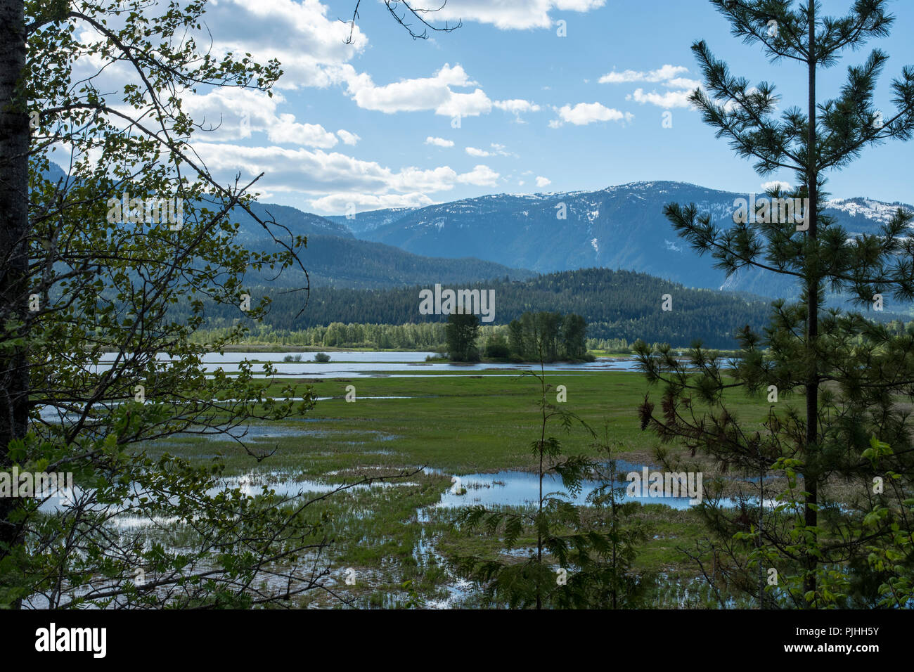 La submersion de terres, près du fleuve Columbia à Riverstoke Banque D'Images