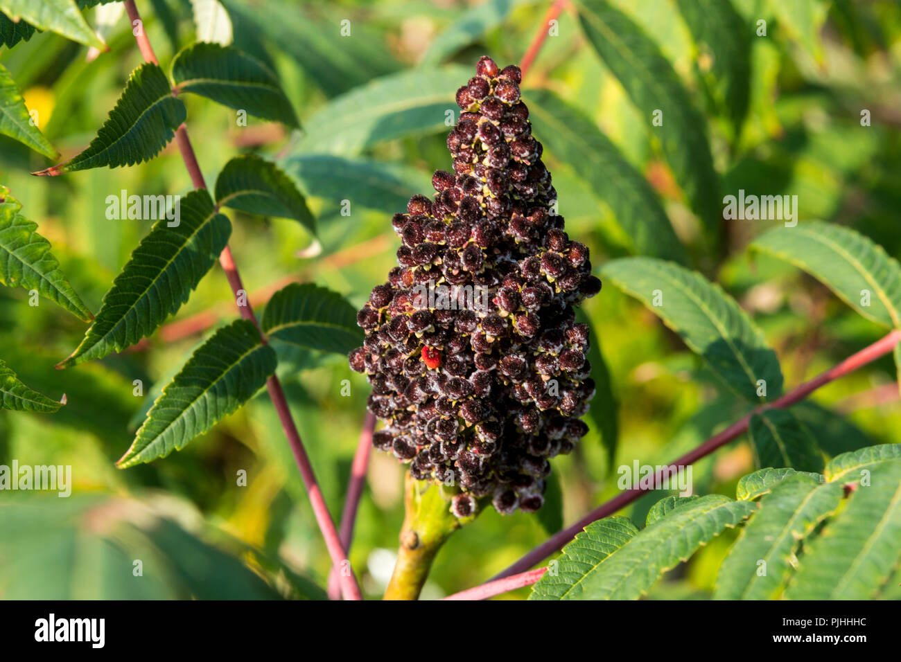 Rhus typhina à la fin de la période de floraison Banque D'Images