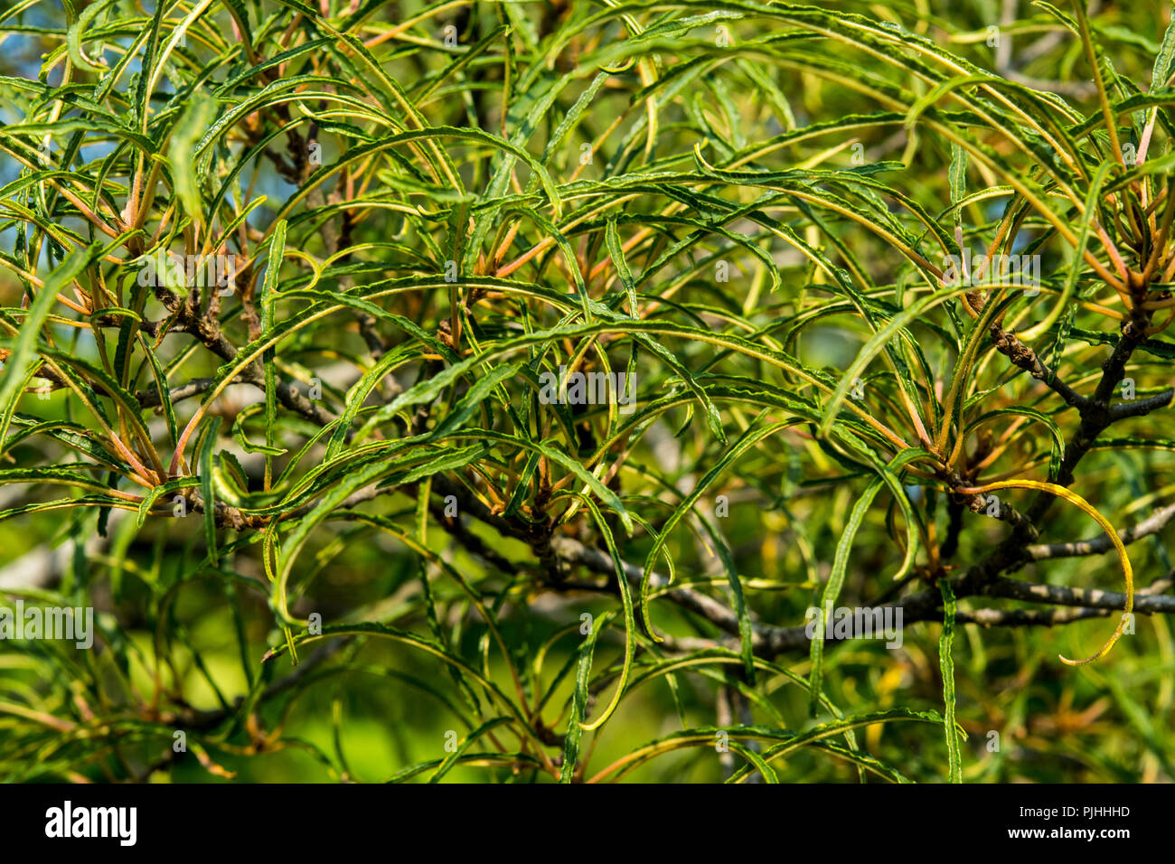 Les petites feuilles Rhamnus frangula 'Asplenifolia' Banque D'Images