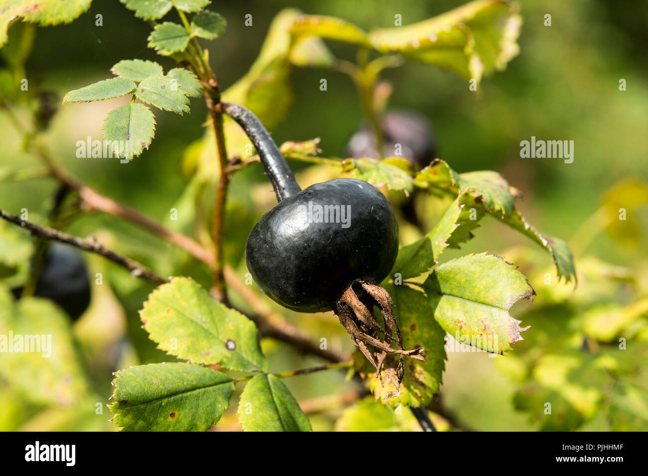 Une rose noire de la hanche Rosa spinosissima x foetida Banque D'Images