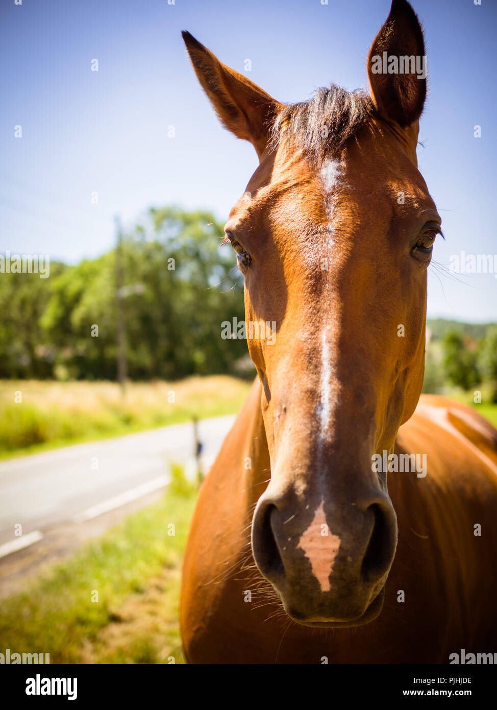 Vue de face d'un cheval brun, sans vaisselle sur le pâturage Banque D'Images