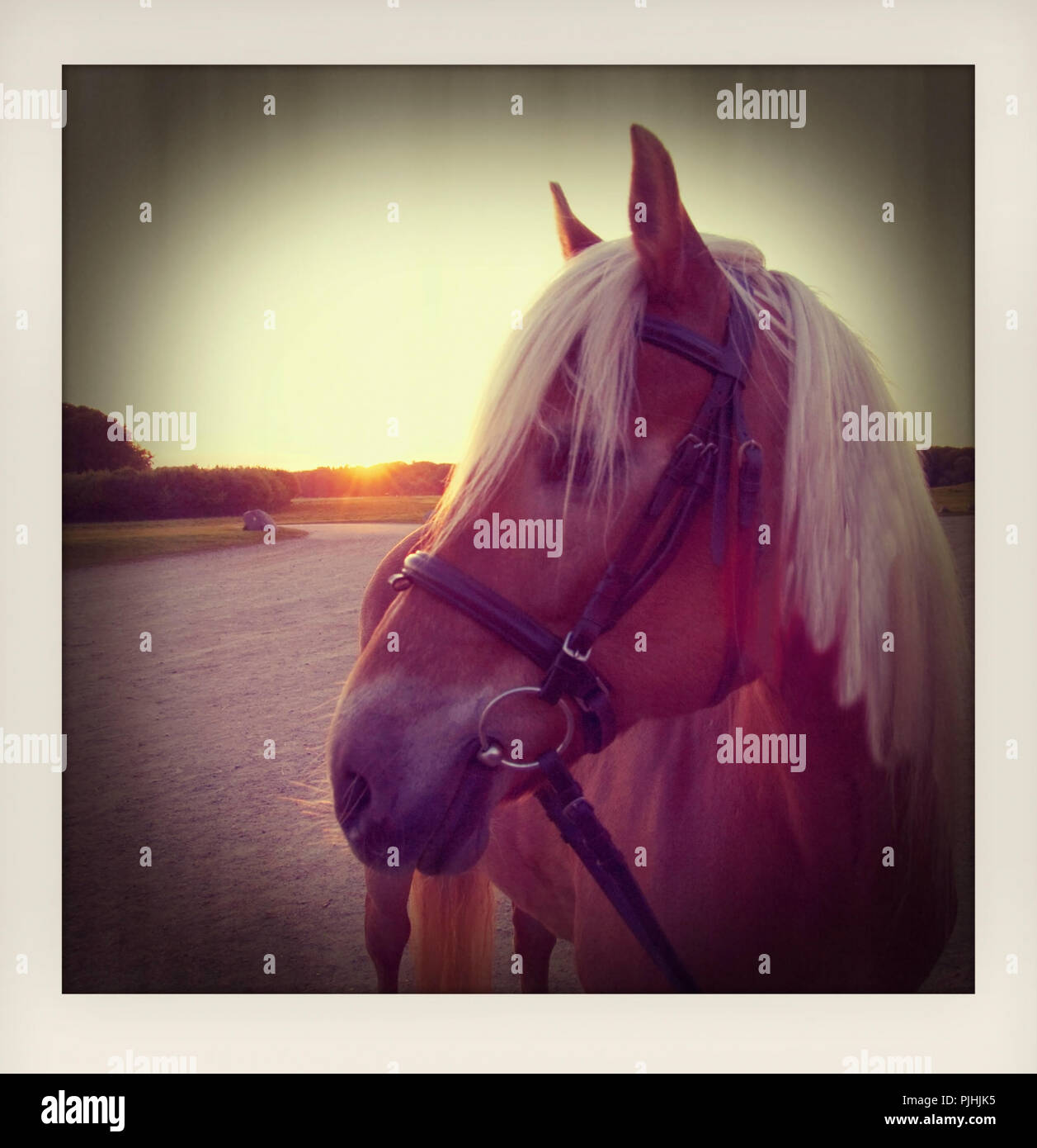 L'standig dans soleil romantique mede comme un instantané photo avec cadre blanc Banque D'Images
