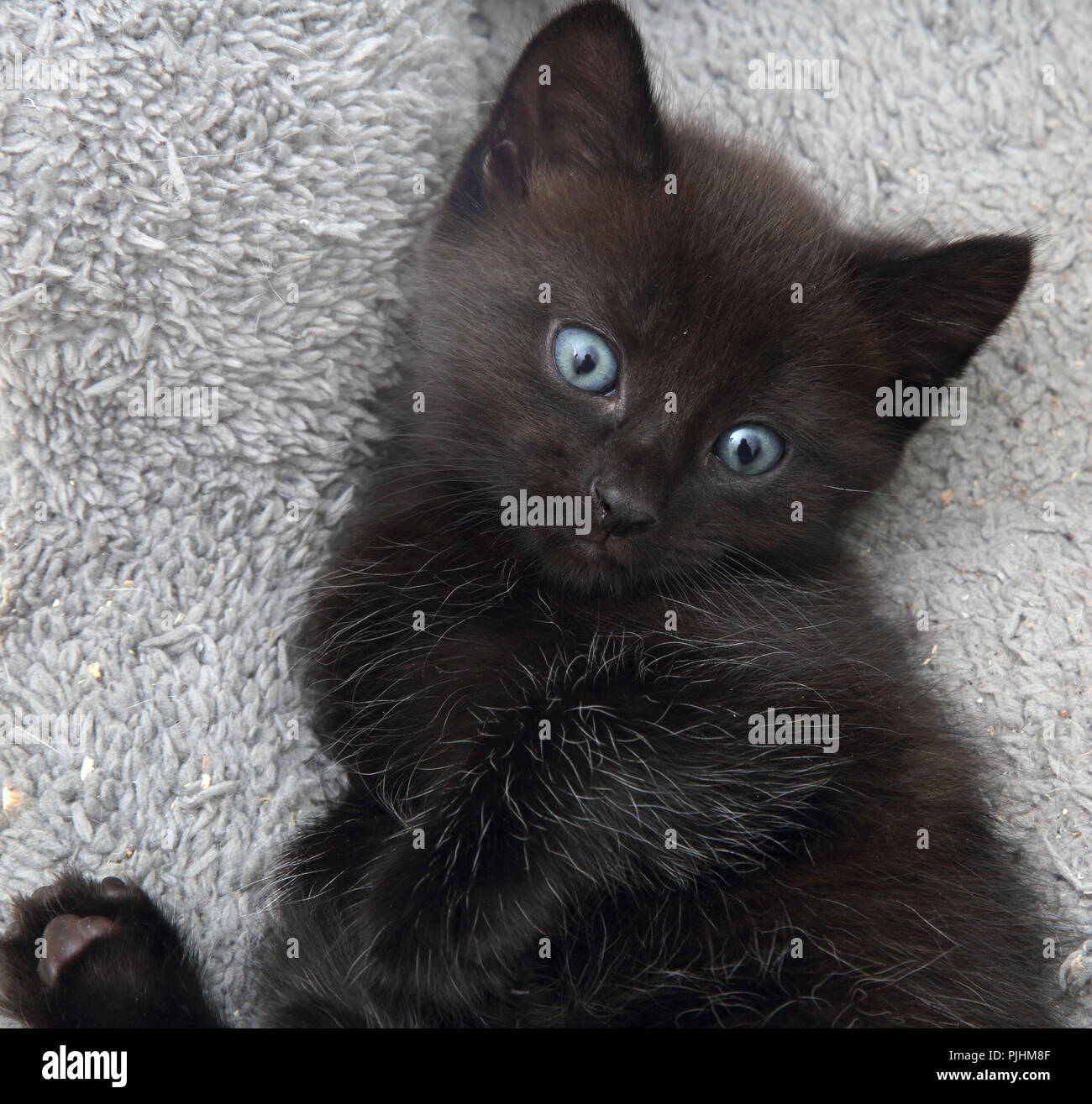 Portrait de 7 semaines chaton noir avec des brins de fourrure blanche Banque D'Images
