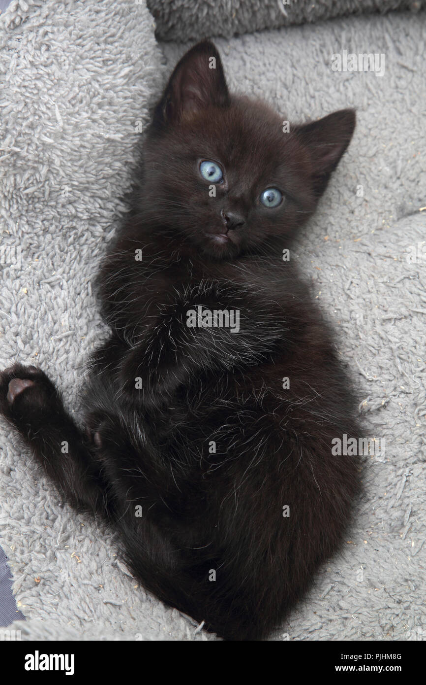 Portrait de chaton noir avec des brins de fourrure blanche (sept semaines) Banque D'Images