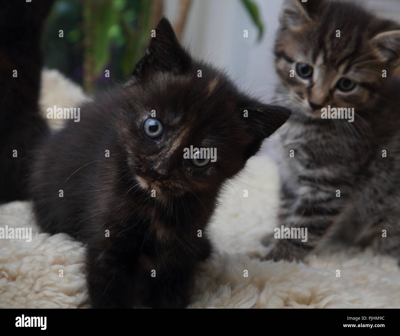 Chat Tabby Male Et Femelle Ecaille De Tortue Ou Tortie Tabby Cat Assis Au Comptoir Avec Une Plaque Vide En Attente De L Alimentation Regardant Viewer Photo Stock Alamy