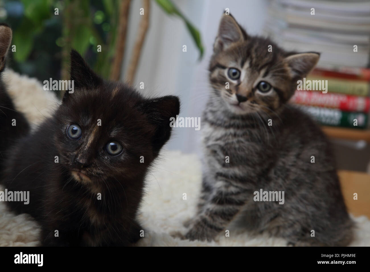 Portrait De Chaton Male Tabby Sept Semaines Photo Stock Alamy