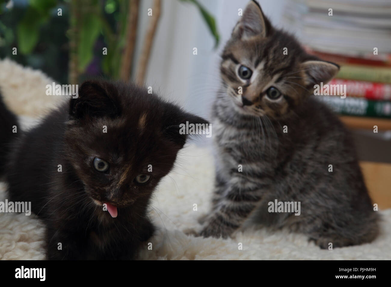 Chat Tabby Male Et Femelle Ecaille De Tortue Ou Tortie Tabby Cat Assis Au Comptoir Avec Une Plaque Vide En Attente De L Alimentation Regardant Viewer Photo Stock Alamy