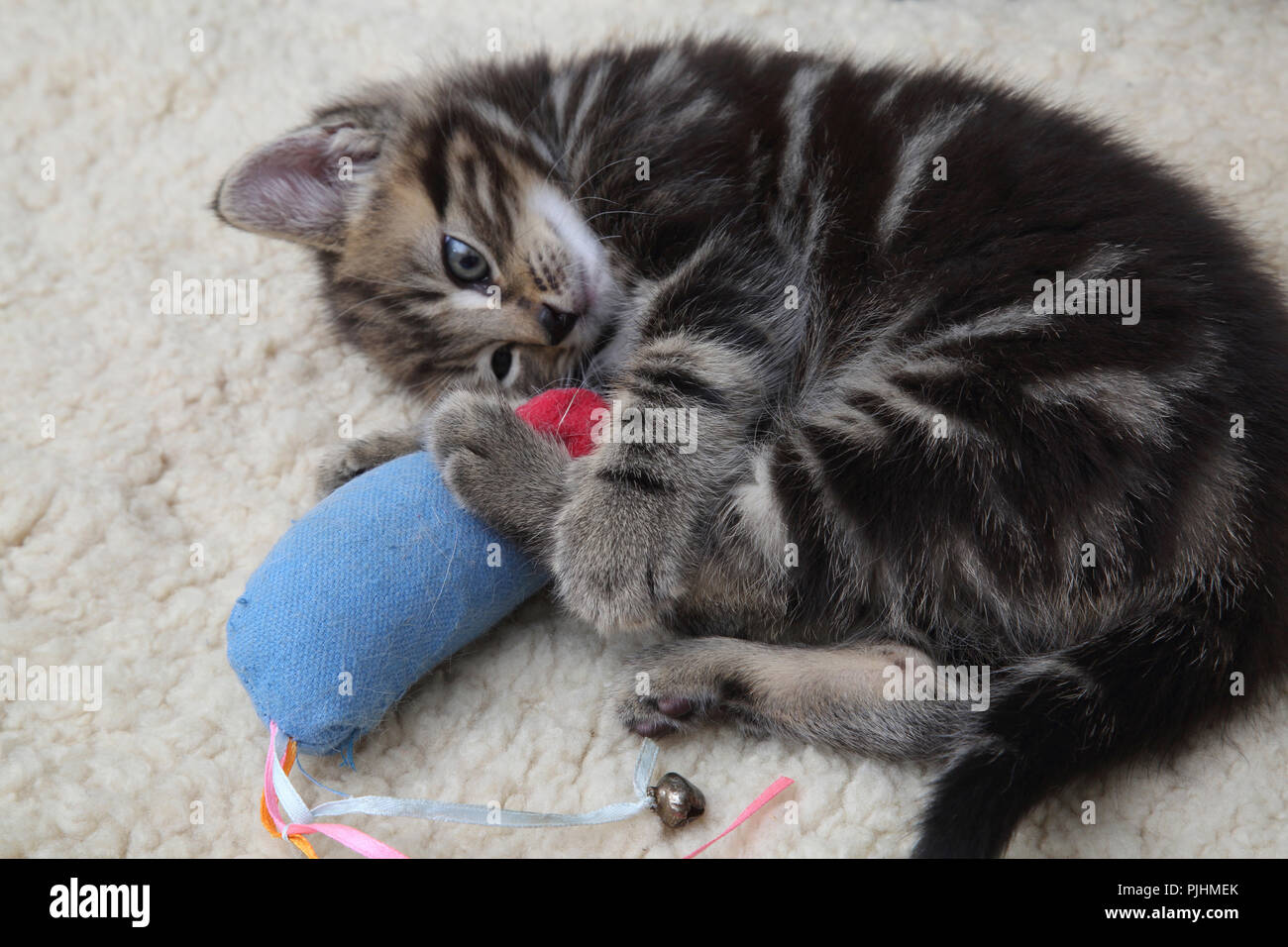 Sept semaines Tabby Kitten Playing with Toy Mouse Banque D'Images