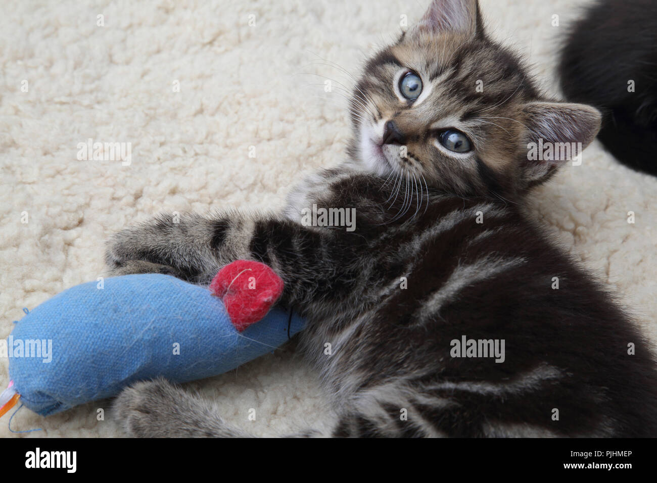 Sept semaines Tabby Kitten Playing with Toy Mouse Banque D'Images