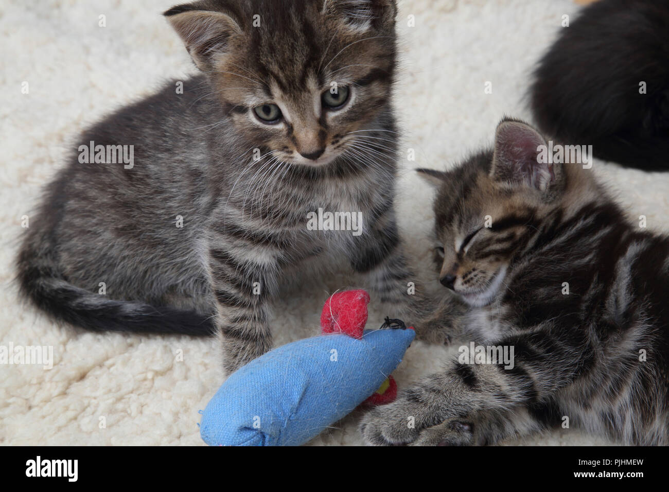 Sept semaines Tabby chatons jouant avec la souris Jouet Banque D'Images