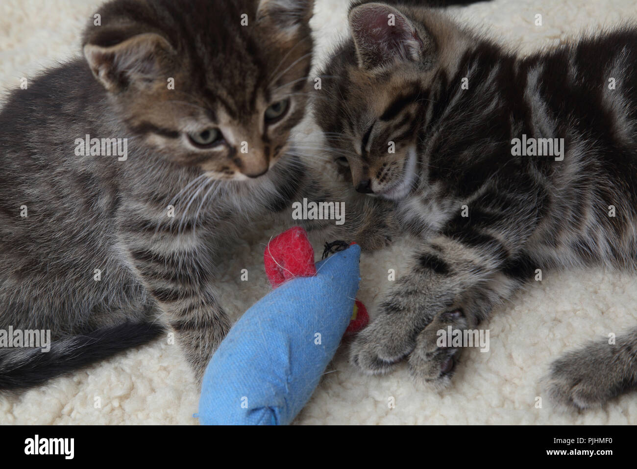 Sept semaines Tabby chatons jouant avec la souris Jouet Banque D'Images