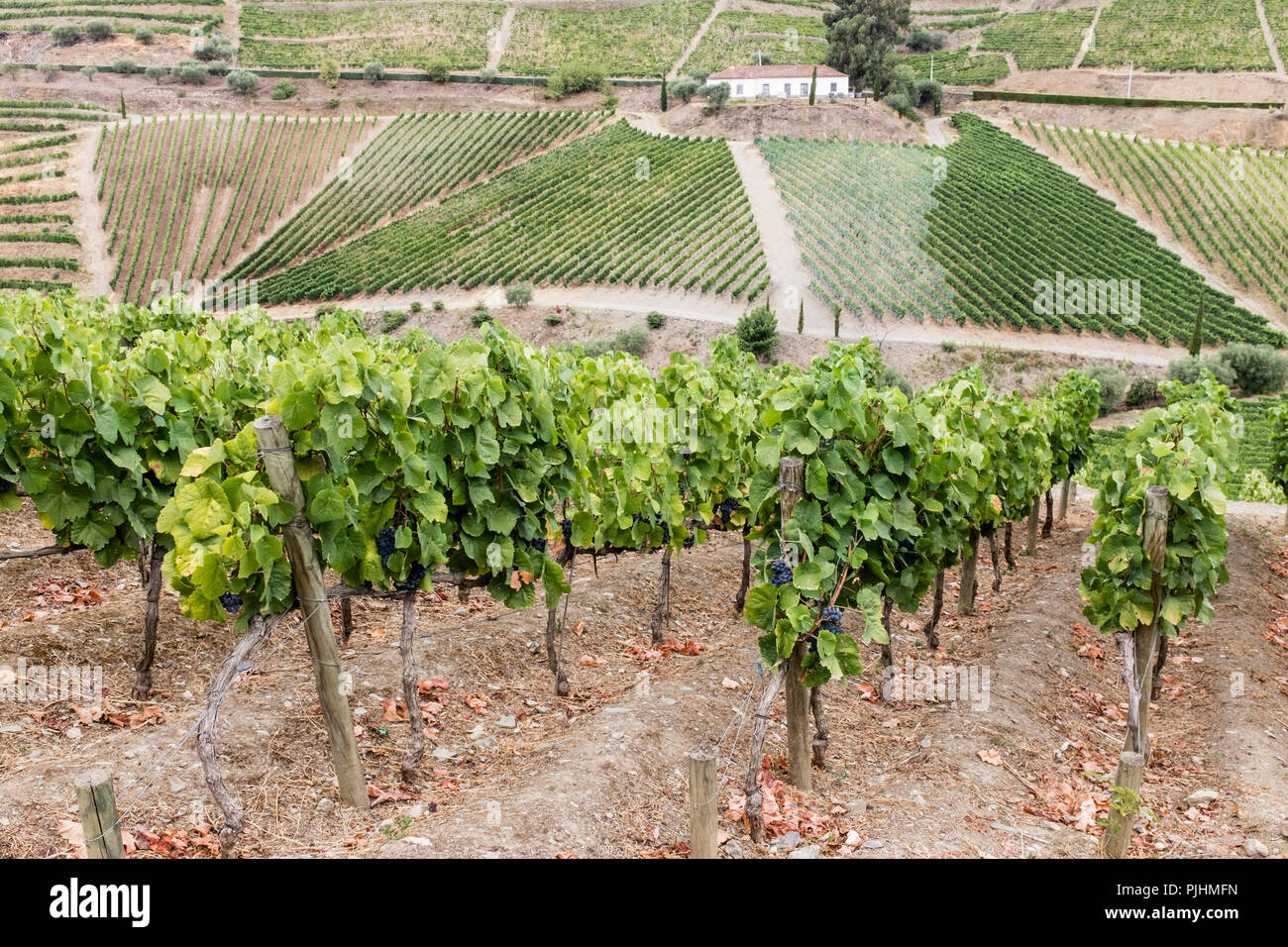 Les vignobles de la vallée du Douro. Cette région est l'un des plus importants du Portugal. Banque D'Images