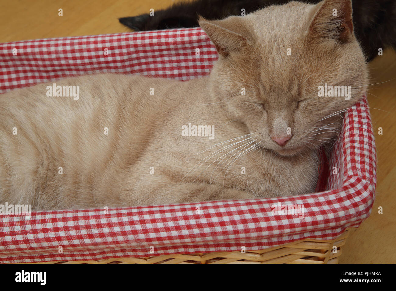 Ginger Tom Cat Sleeping in Basket Banque D'Images
