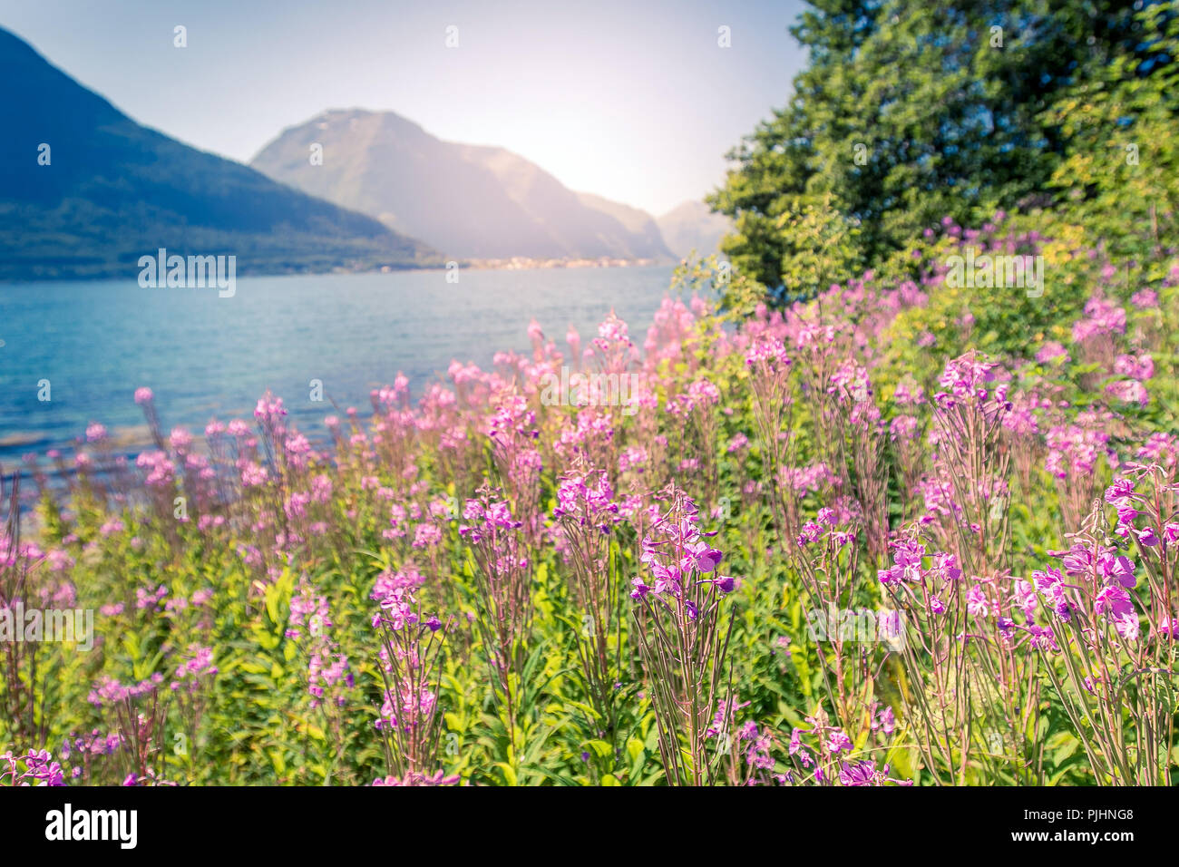 Beau paysage norvégien sur le fjord et fireweed. Banque D'Images