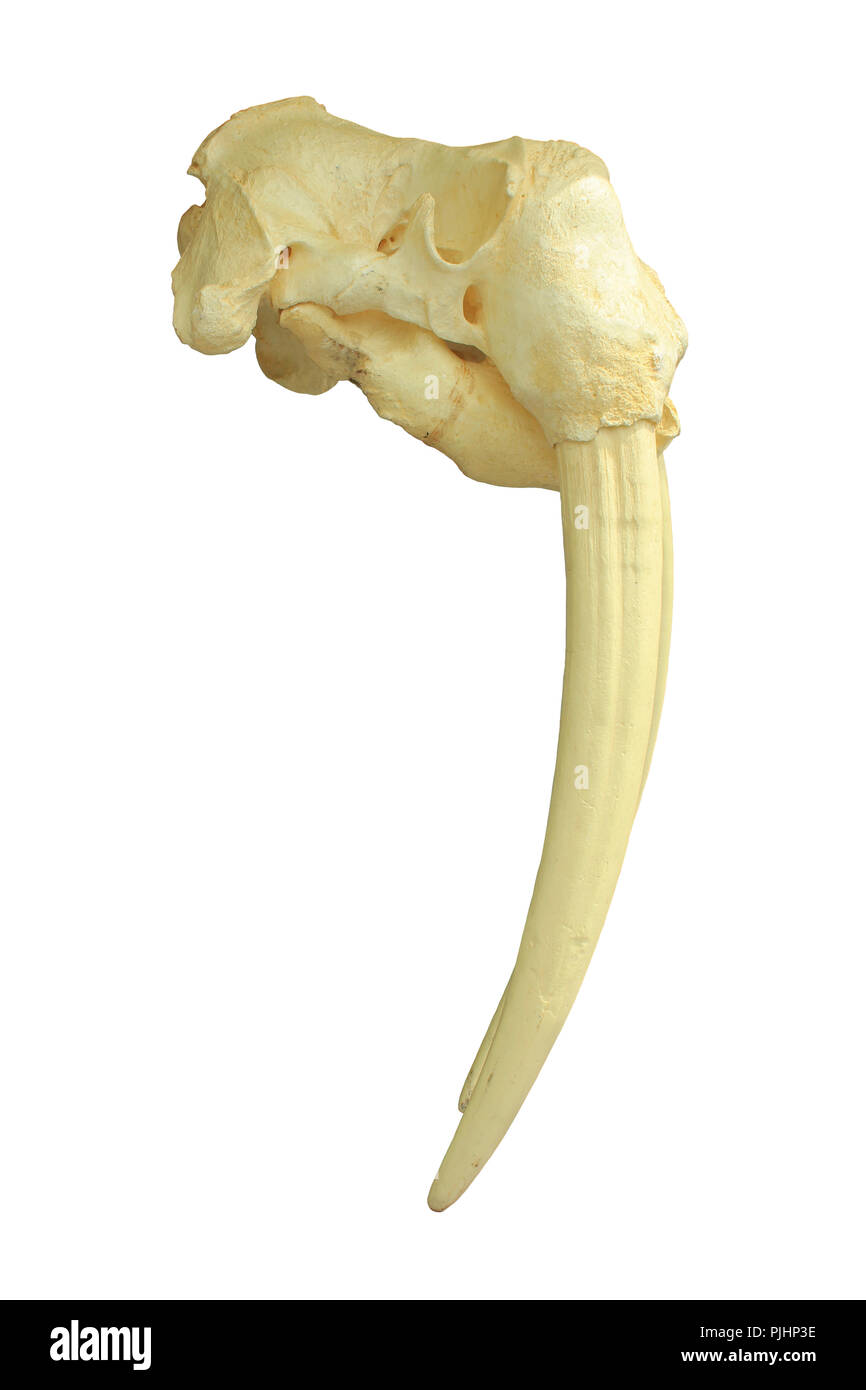 Le morse (Odobenus rosmarus) Crâne - mâle Banque D'Images