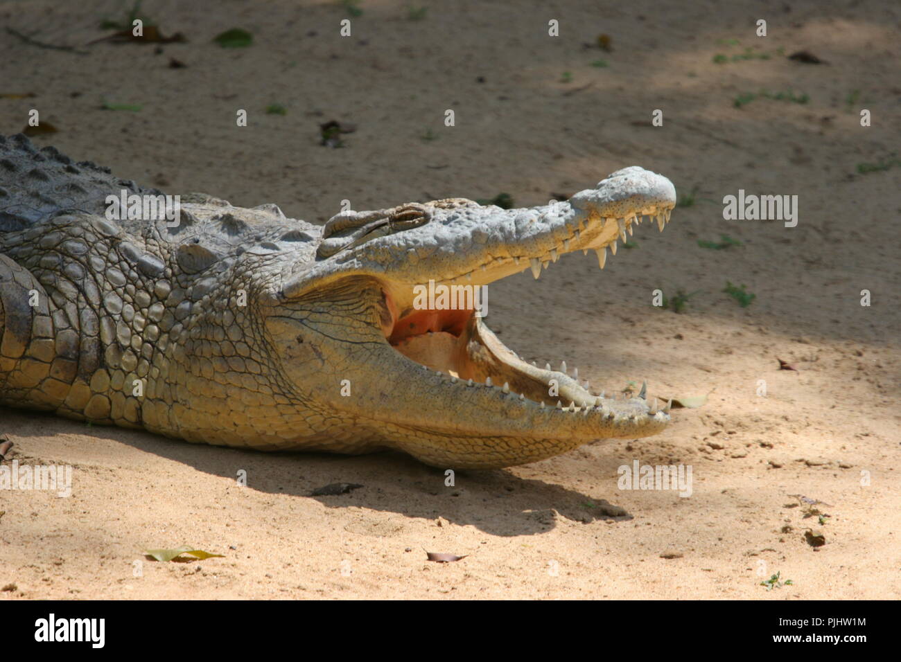 Un crocodile lui-même refroidissement par 'mouth' béant, à l'Uganda Wildlife Education Centre (UWEC) Entebbe en Ouganda. Banque D'Images
