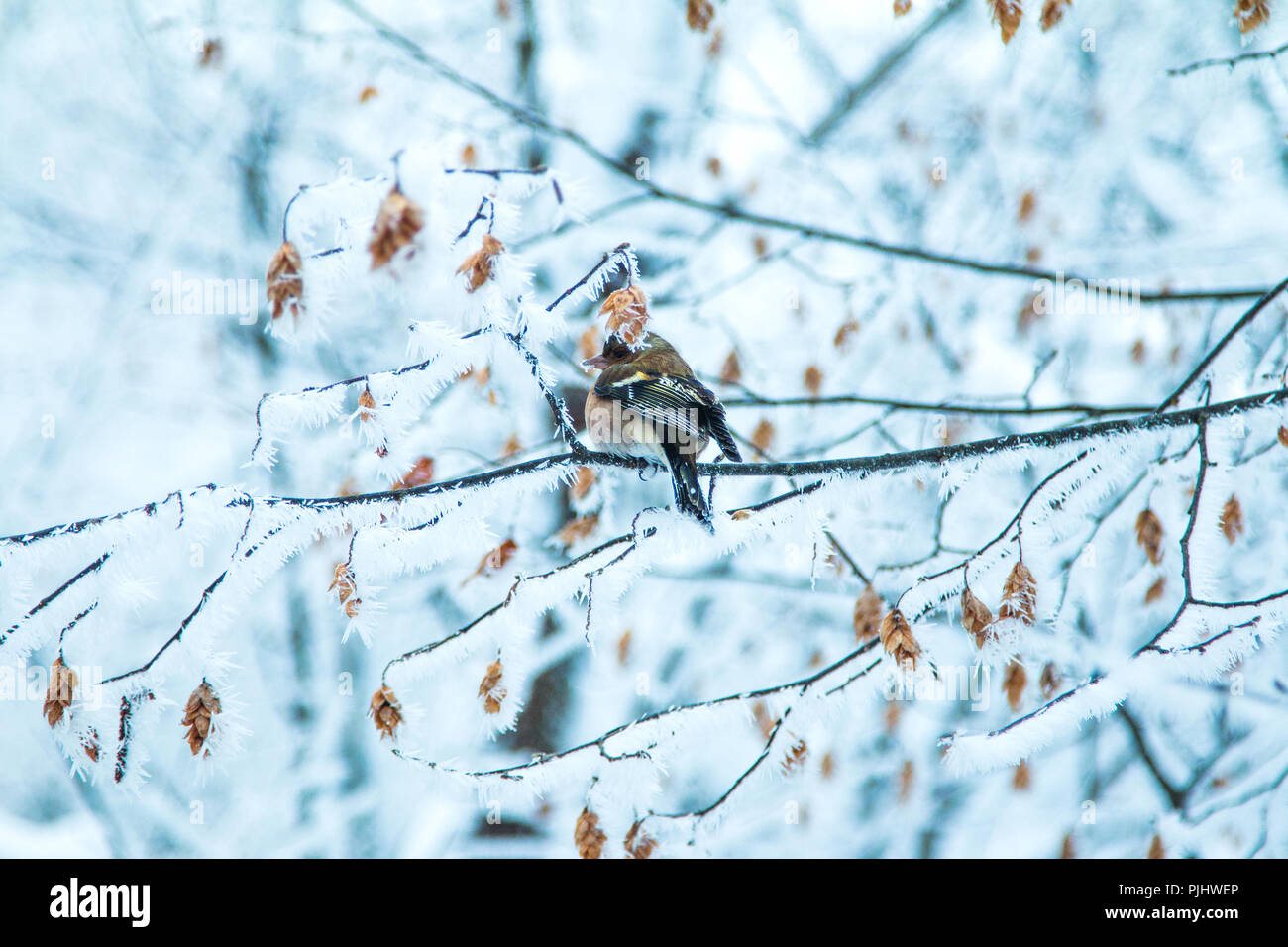 Common Chaffinch (Fringilla coelebs) sitting on branch en hiver dans la nature park Plitvice, Croatie Banque D'Images