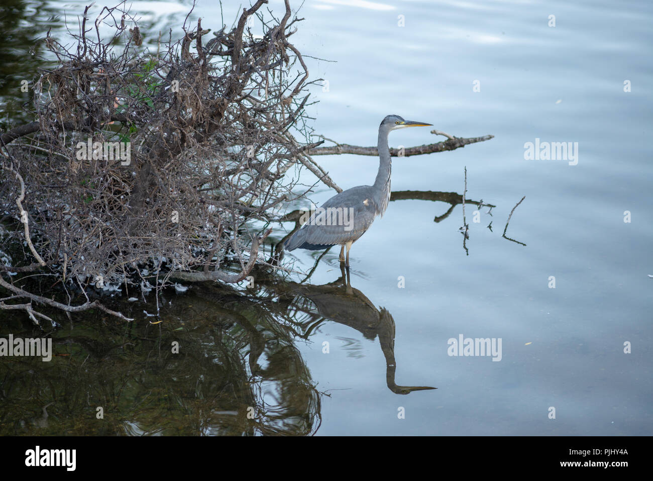 Blue Heron avec reflet dans l'eau à pêcher durant le milieu de l'hiver Banque D'Images