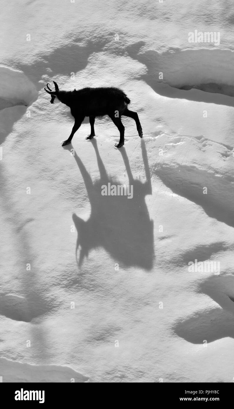 Chamois avec ombre Gran Paradiso National Park Banque D'Images
