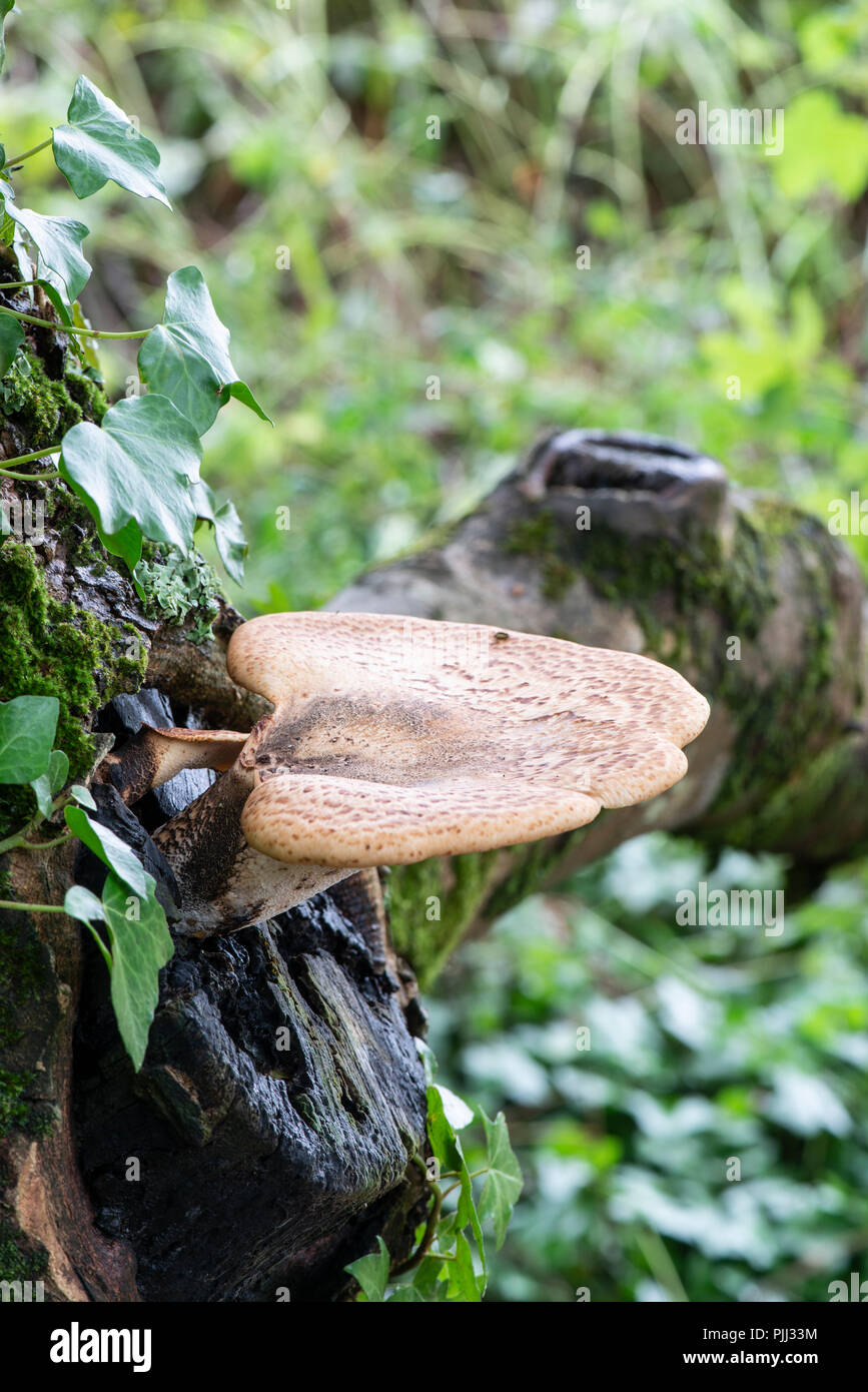 La dryade champignon Polyporus squamosus selle :. Devon, Royaume-Uni. Banque D'Images