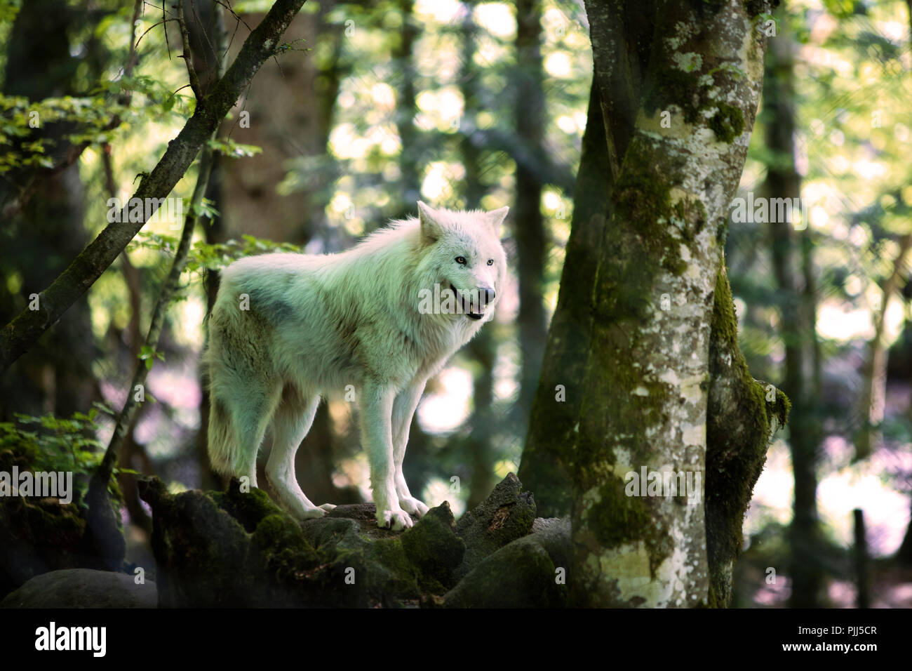 Loup arctique en captivité à la maison des loups, Réserve naturelle d'Orlu,  Ariège, Midi Pyrénées, France Photo Stock - Alamy