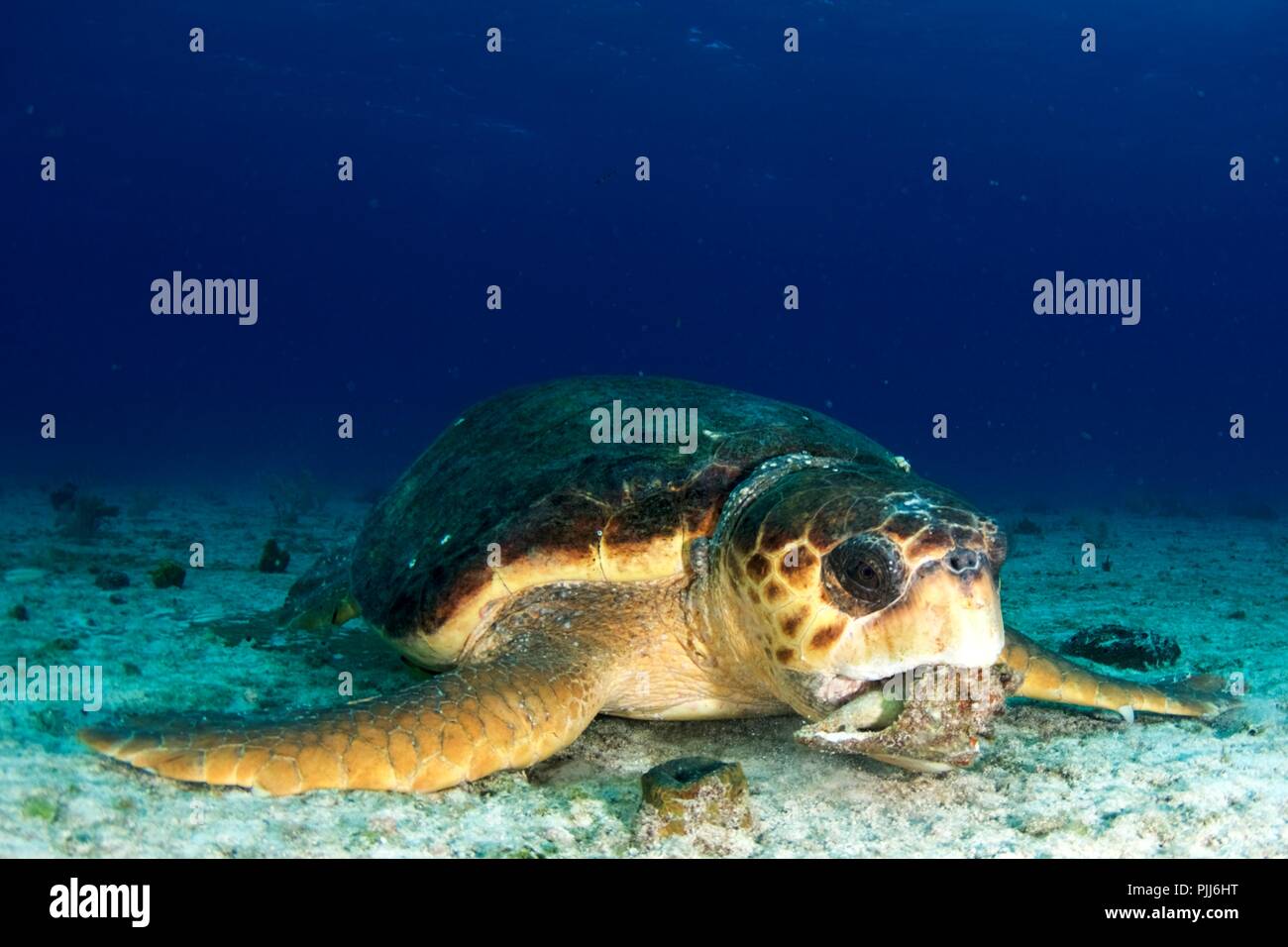 Portrait frontal de tortue caouanne en Bahamas Banque D'Images