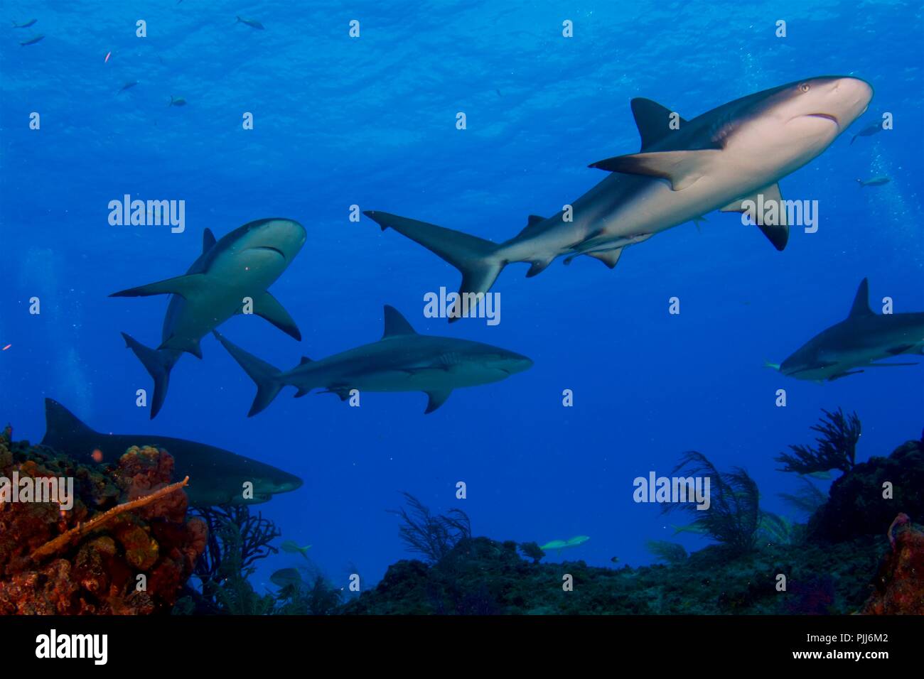 Un groupe de requins, surtout les requins gris de récif, et les requins citrons, natation dans Tiger Beach, Freeport, Bahamas. Banque D'Images