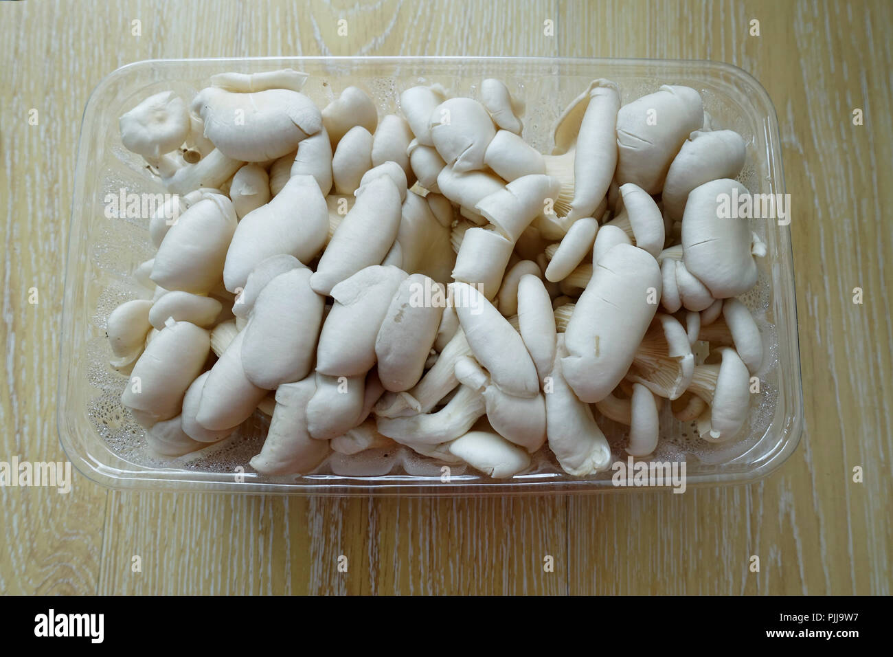 Pleurotus ostreatus ou connu sous le nom de pleurotes dans un punnett Banque D'Images