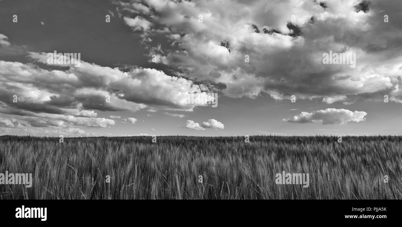 Scène en noir et blanc avec champ d'orge. Hordeum vulgare. Épis de céréales. Très belle vue panoramique du paysage. Ciel nuageux spectaculaires. Mélancolie ressort arrière-plan. Banque D'Images