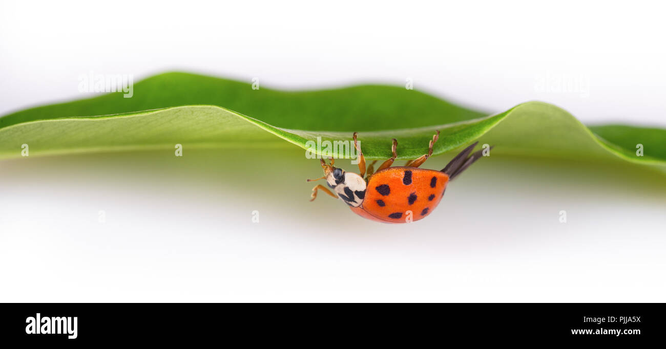 Coccinelle rouge sur feuille verte. Face à l'envers. Harmonia axyridis. Close-up of black spotted ladybird rampant plante verte naturelle. Arrière-plan blanc. Banque D'Images