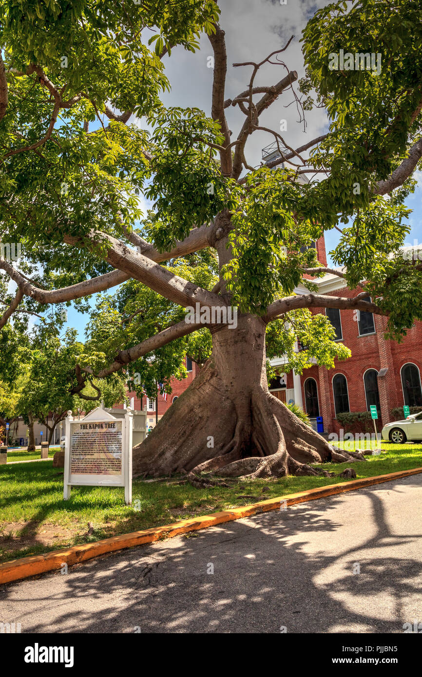 Grand kapokier Ceiba pentandra, aussi appelé l'arbre Ceiba, grandissant dans l'avant du tribunal du comté de Monroe à Key West, Floride Banque D'Images