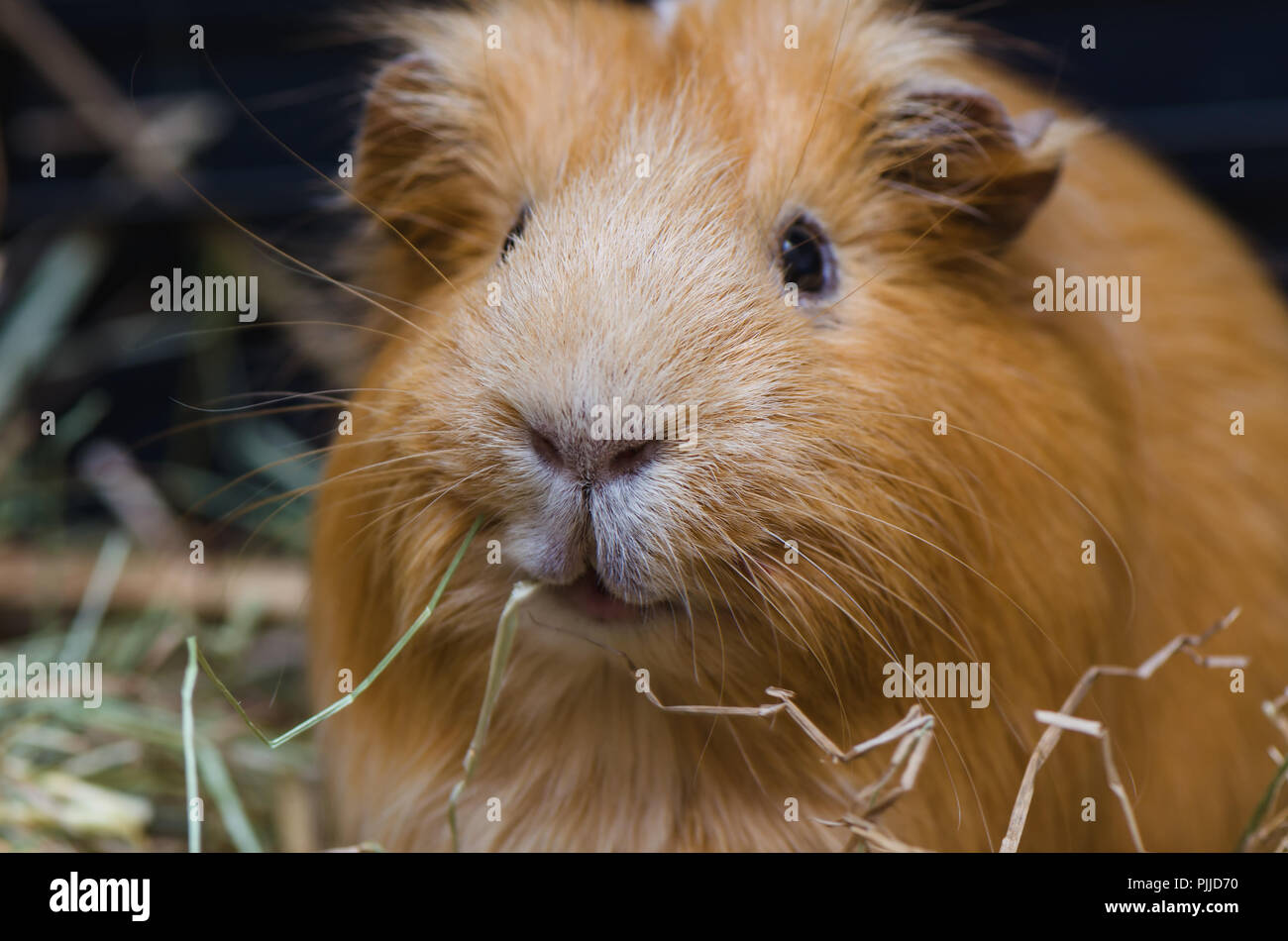 Portrait of cute red cobaye. La photo en gros plan. Banque D'Images