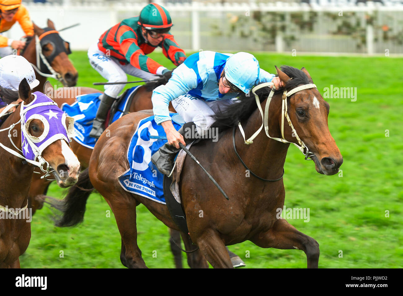 Sydney, Australie. 08 Sep 2018. James McDonald Jockey Tarka manèges à la victoire en course 4, le Daily Telegraph Stan Fox Enjeux, lors de l'exécution de la Journée de la course rose à l'Hippodrome de Rosehill Gardens, Sydney, Australie. Crédit : Rafal Kontrym/Alamy Live News. Banque D'Images