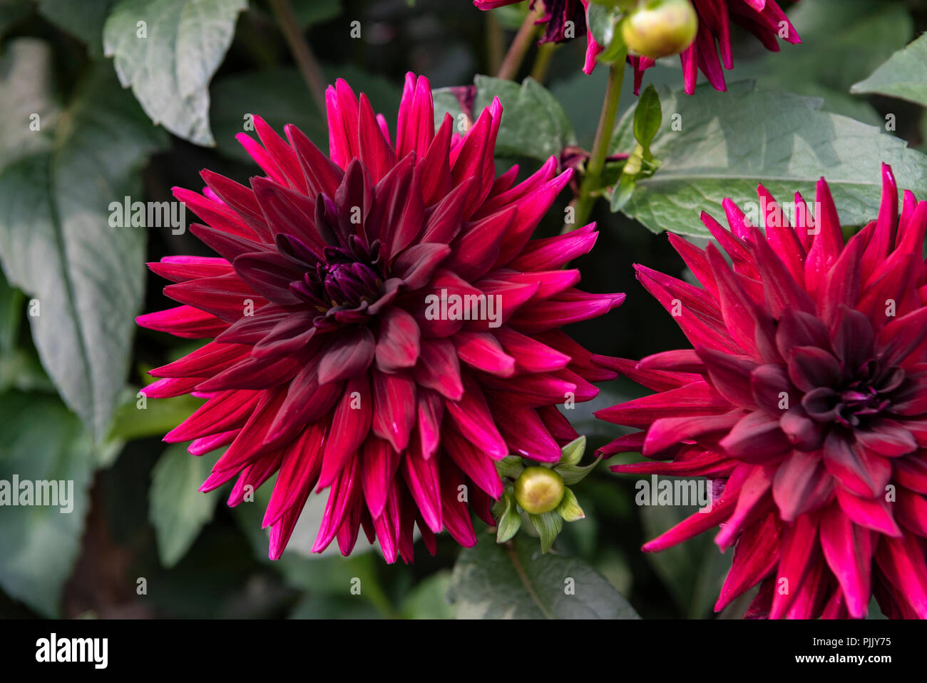 Kennedy Dahlia cactus fleur magenta semi bourgogne. Banque D'Images