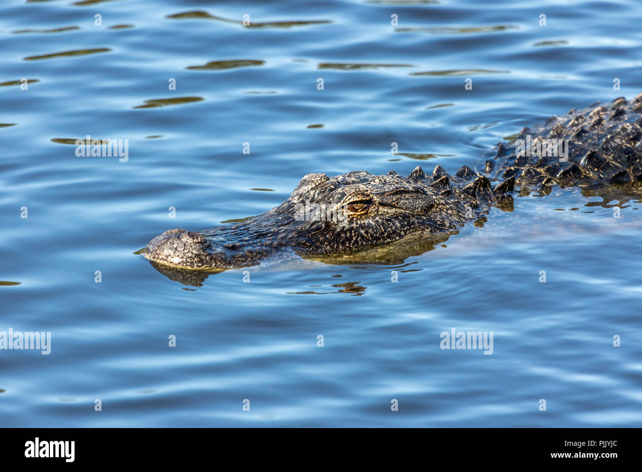 Une piscine dans le parc national des Everglades Alligator en Floride. Banque D'Images