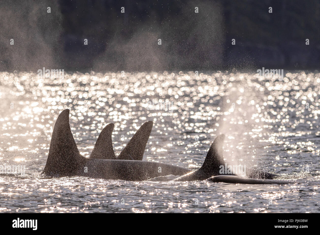 Le nord de l'épaulard résident pod (épaulards, Orcinus orca) voyager dans l'Tsrait Johnstone sur une belle après-midi au plus tard au début du mois de septembre, Banque D'Images