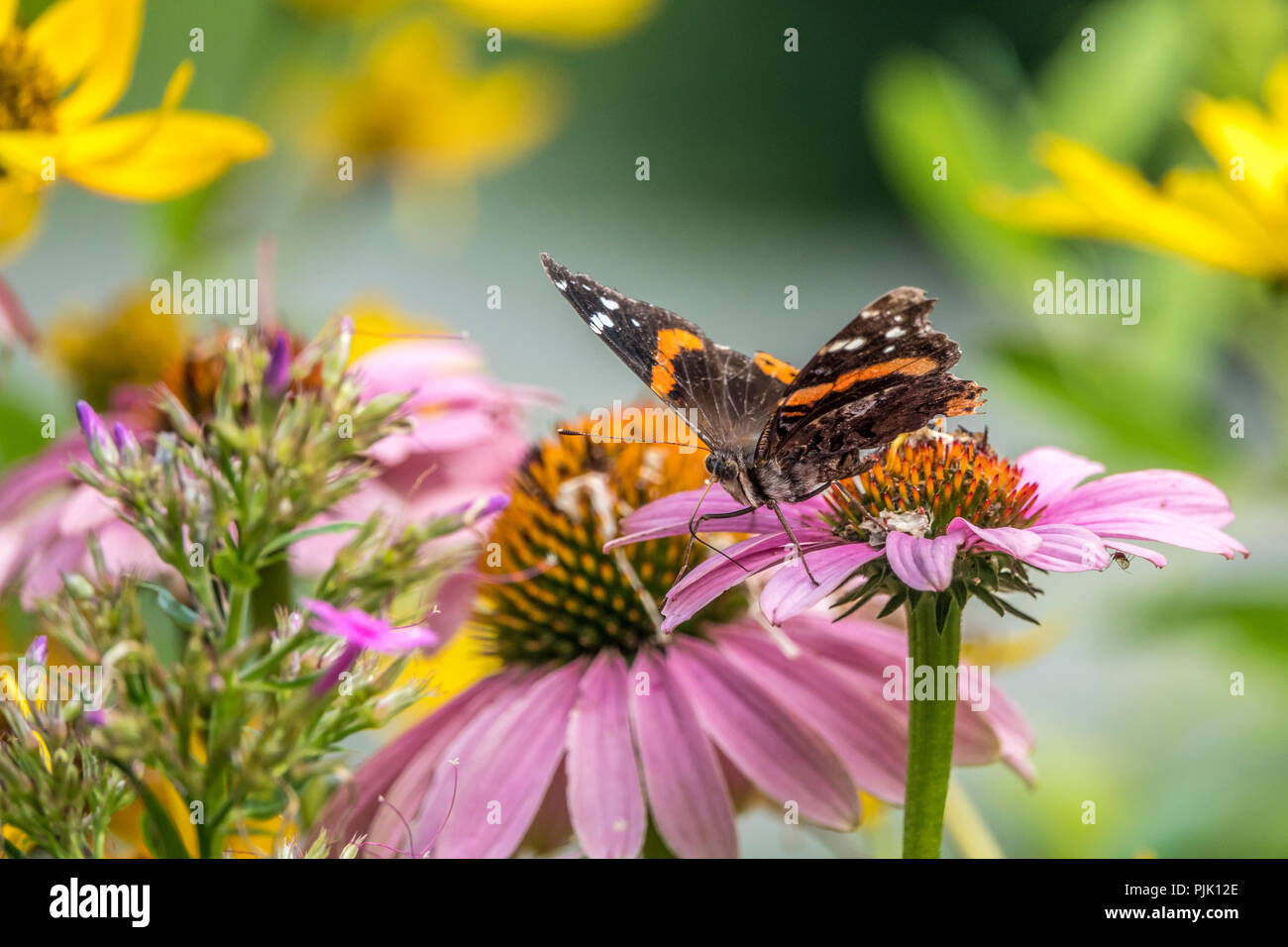 Vanessa atalanta, l'amiral rouge ou auparavant, l'admirable, rouge, papillon de taille moyenne Banque D'Images