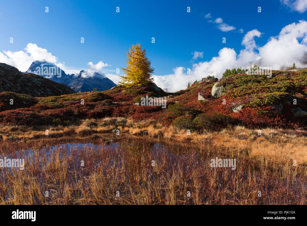 L'automne à 2300 mètres au-dessus du niveau de la mer, à la Crap Alv Lajets sur le Col d'Albula, canton des Grisons, Suisse, Banque D'Images