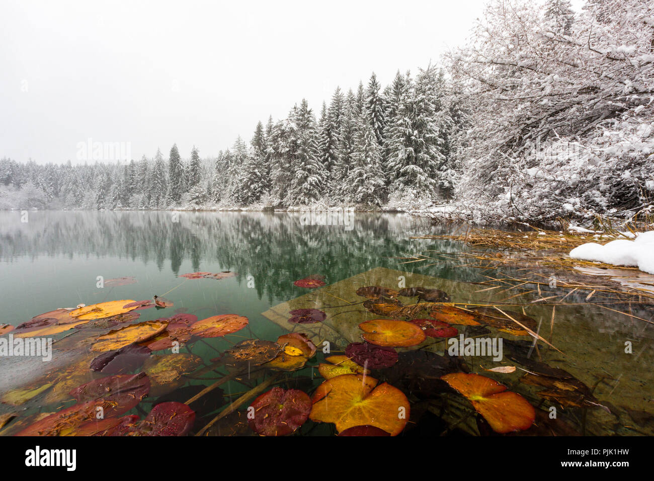 La première neige en novembre couvre Lake près de Cresta Trin avec une robe d'hiver, dans le canton de Grisons, Suisse Banque D'Images