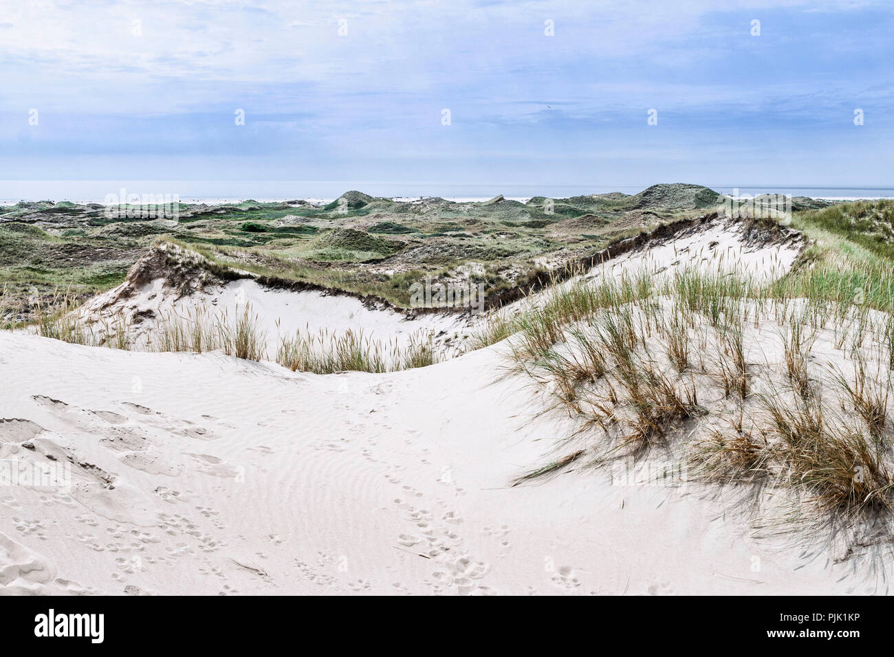 Paysage de dunes sur Amrum Banque D'Images