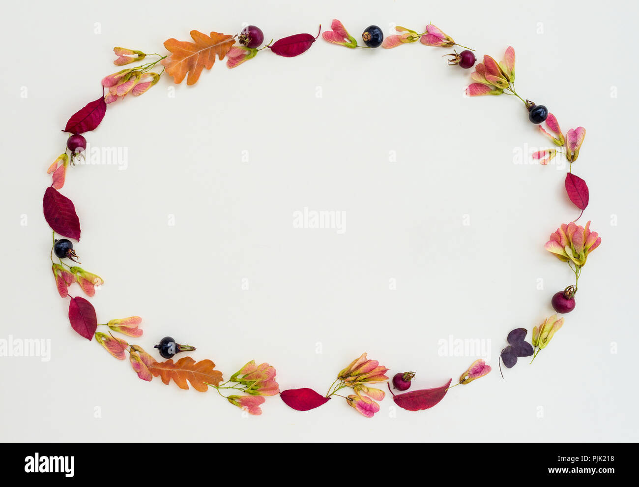 Automne nature cadre dans des tons violet, avec copie espace, sur fond de toile blanche. Banque D'Images