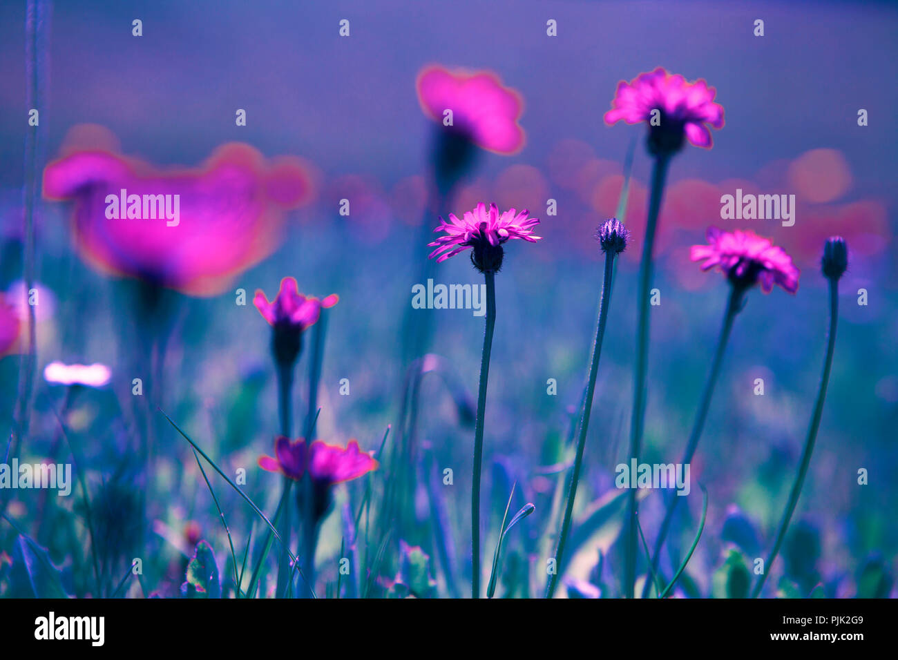 Fleurs alpines aliéné Banque D'Images