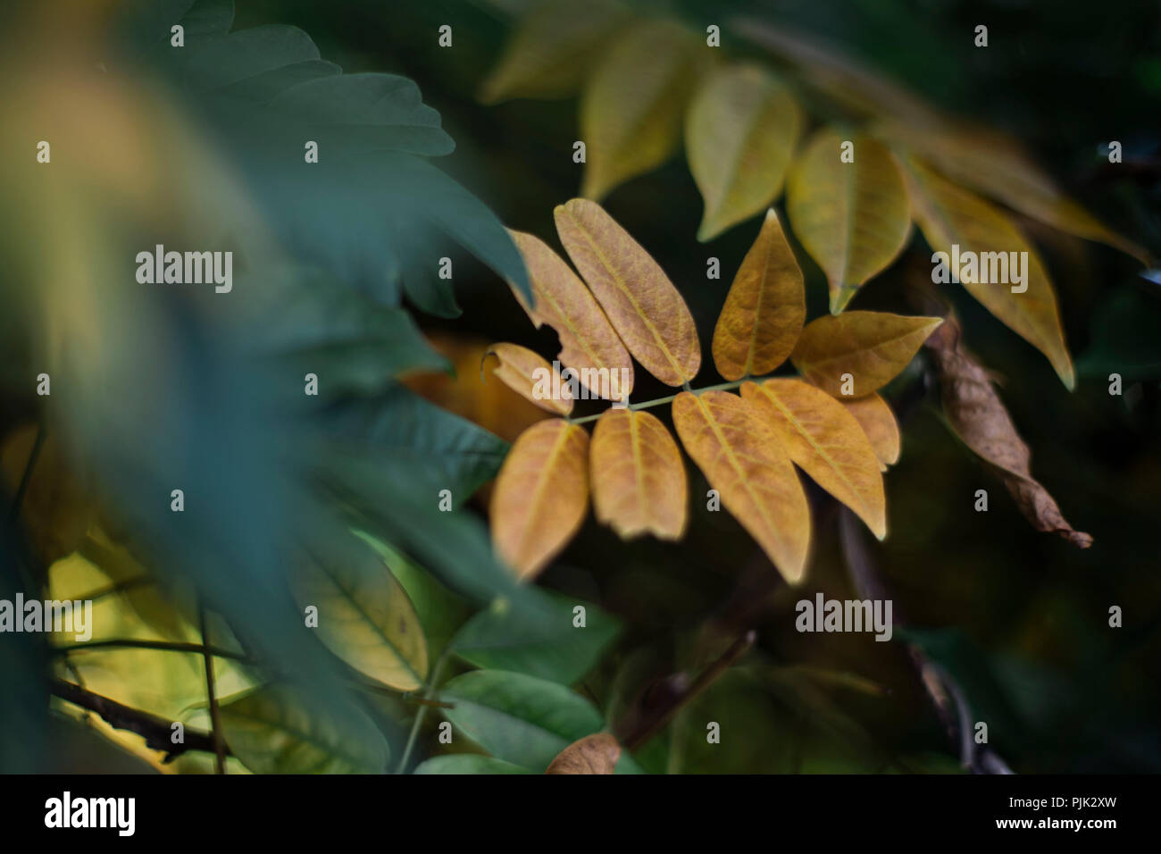 Une belle et chaude journée ensoleillée en octobre, randonnée à travers le jardin, Banque D'Images